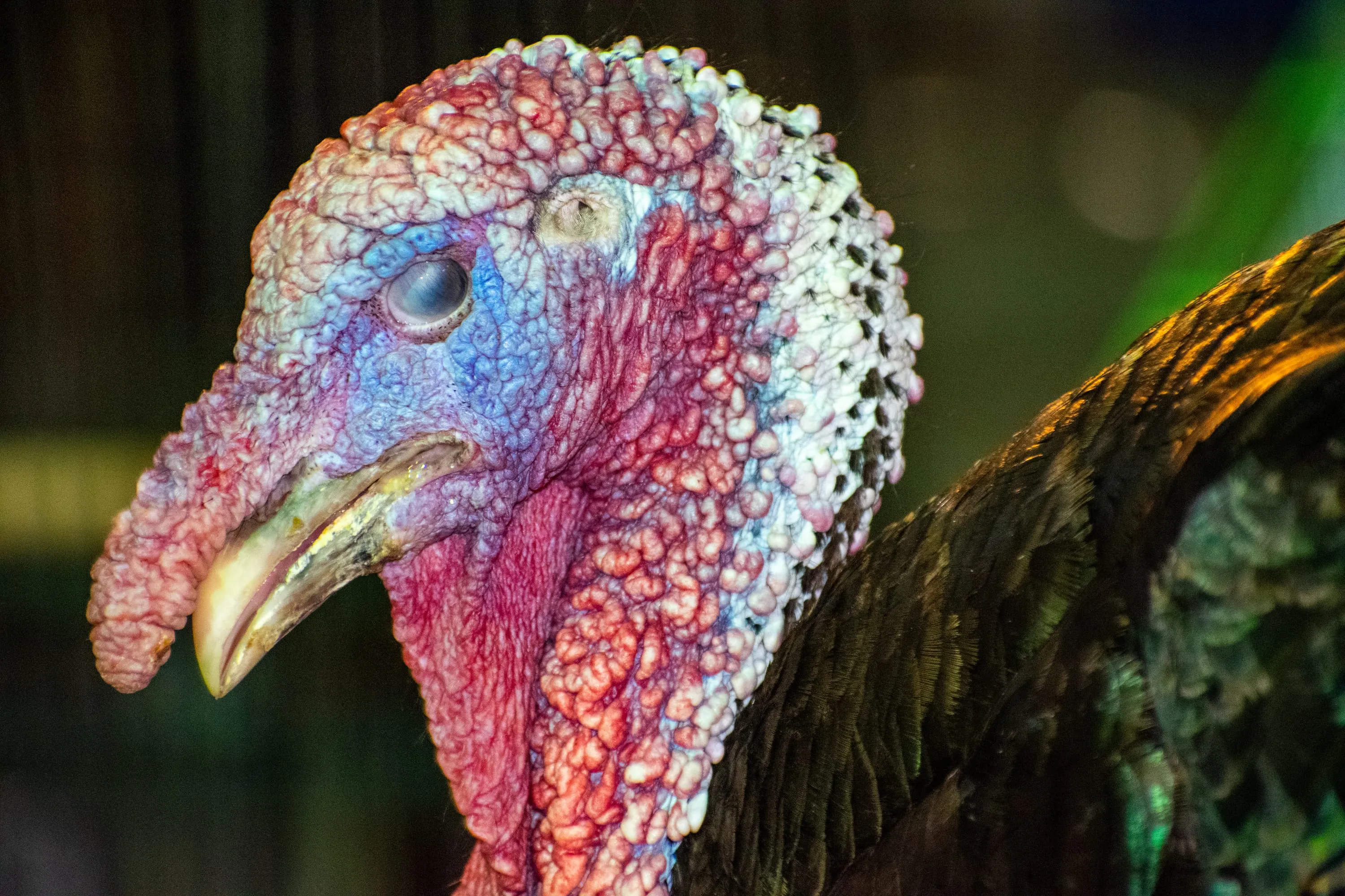The head of a turkey filling the frame, its bare skin mottled red, blue and white.