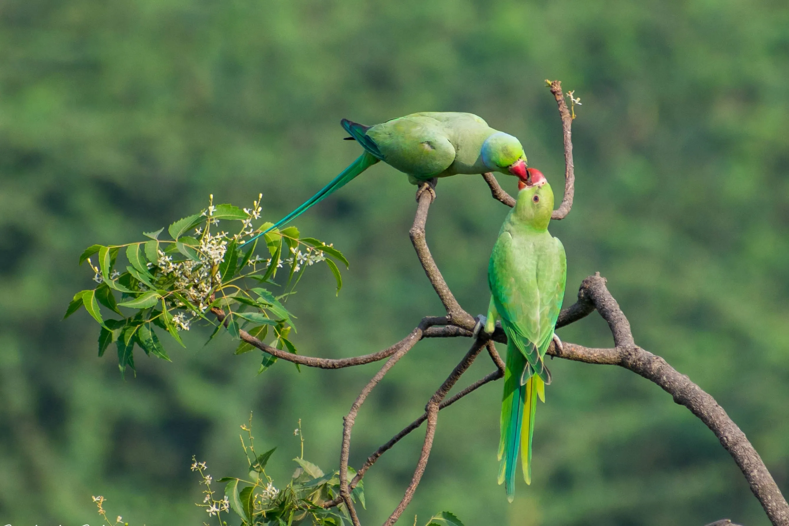 Two rose-ringed parakeets on a thin branch, one leaning in towards the other.