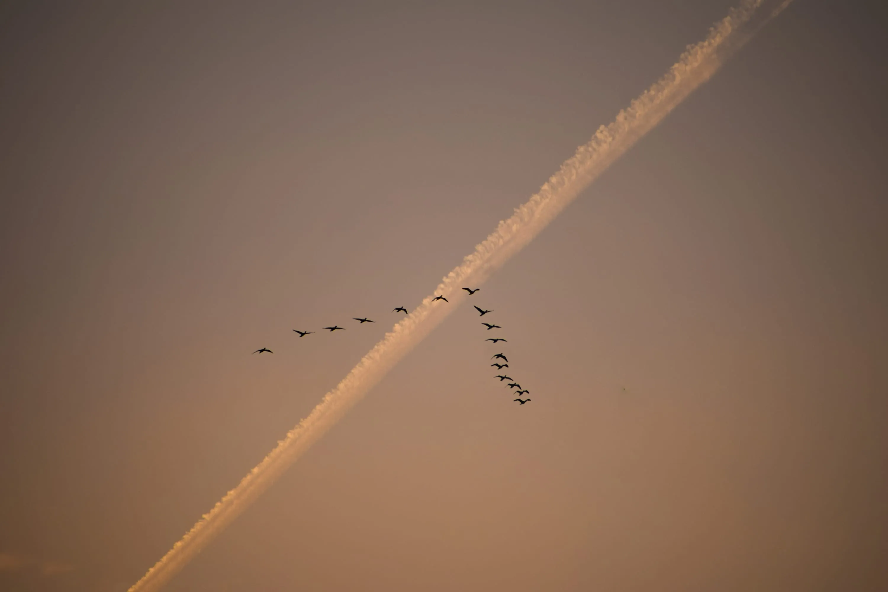 A skein of birds flying in a diagonal line that crosses a fading contrail in an empty sky.
