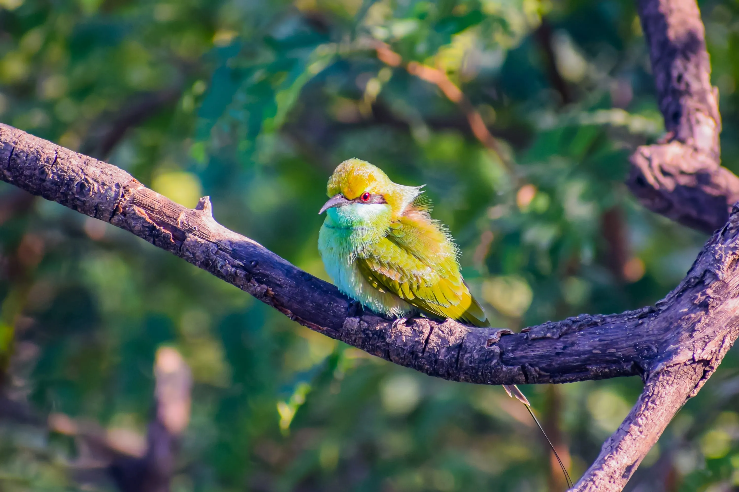 A small yellow-green bird with its feathers fluffed out, perched on a bare branch.