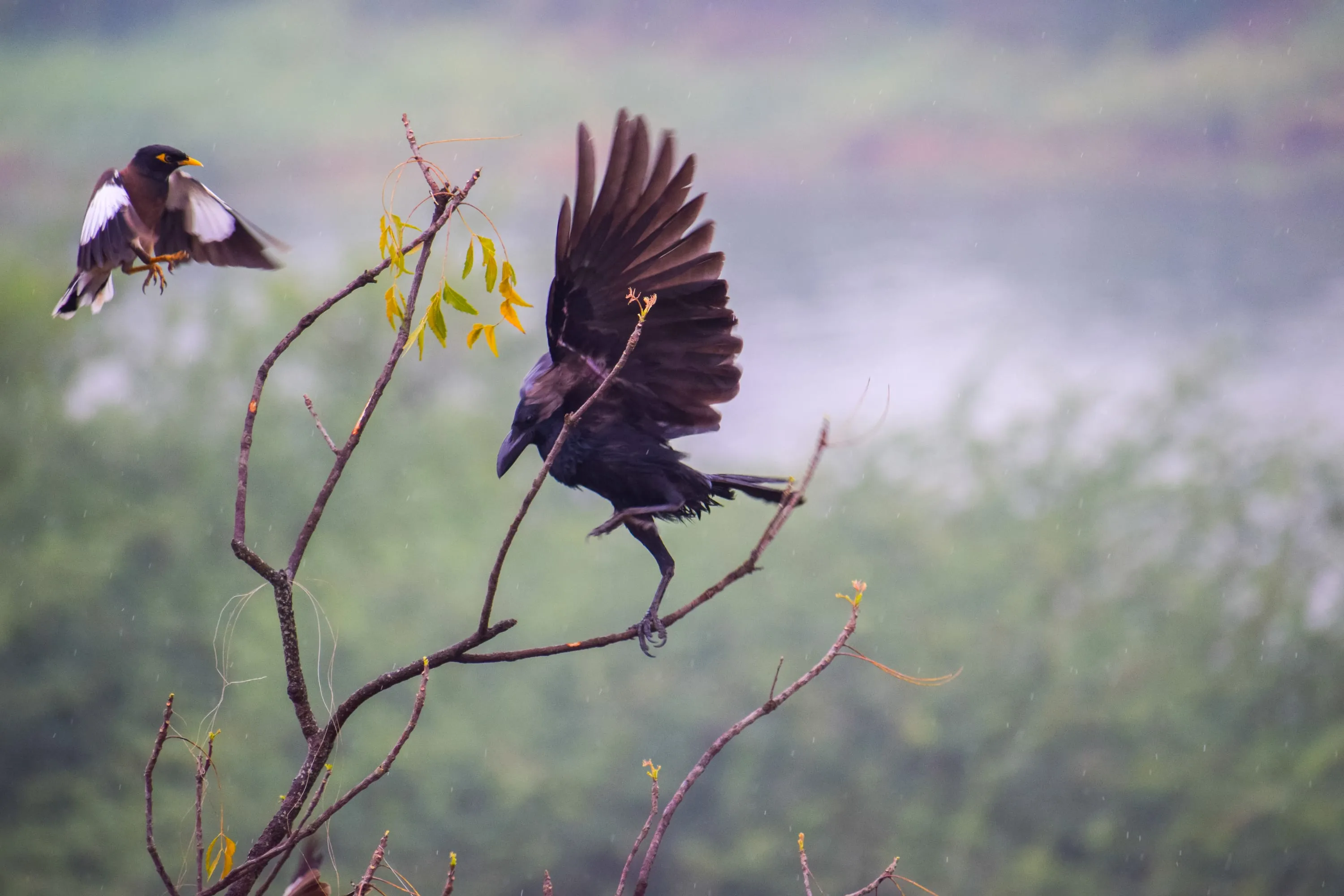 A black drongo dropping onto a branch with wings and forked tail spread, another bird above it.