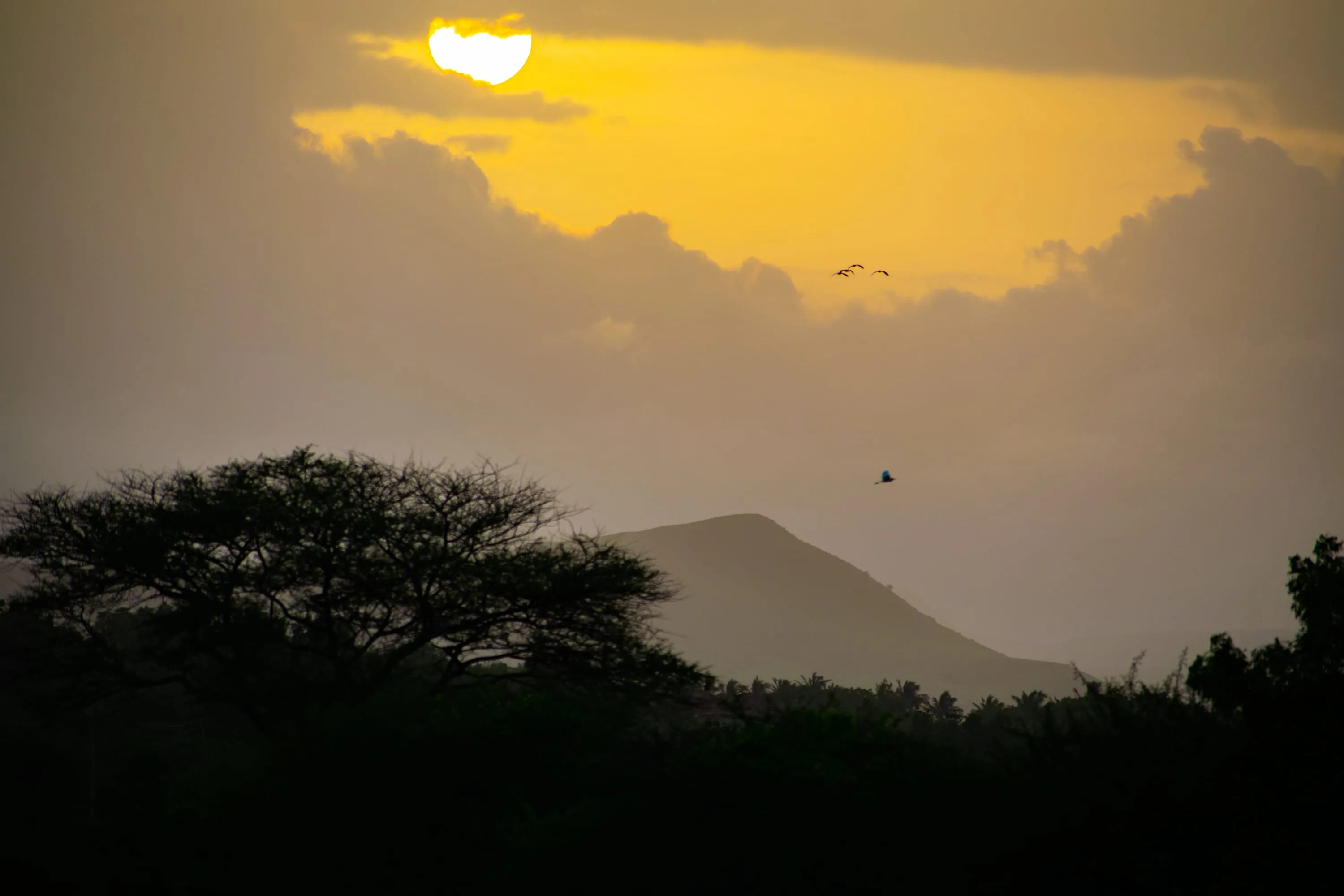 A flat-topped acacia silhouetted against a yellow dusk sky, with birds scattered across it.