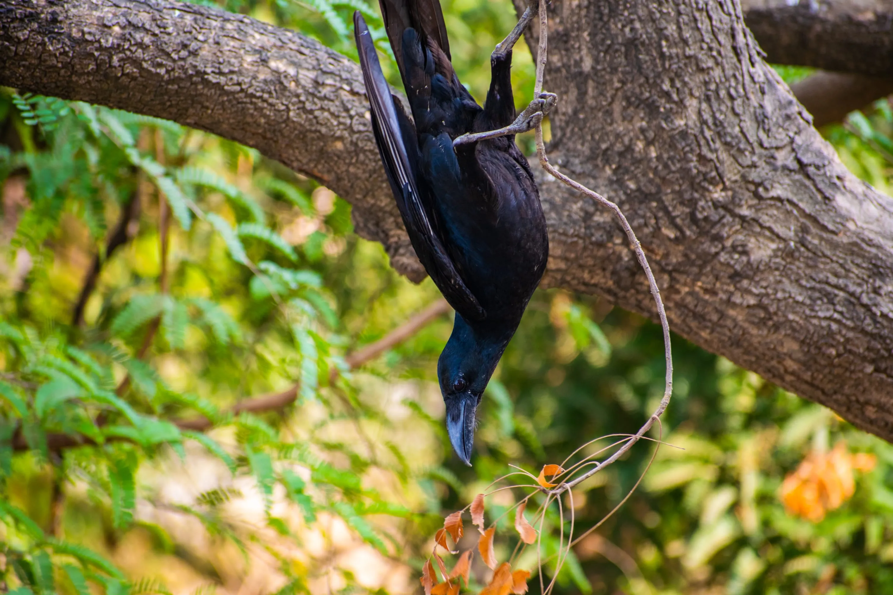 A black drongo hanging upside down from a thick branch, gripping it with both feet.