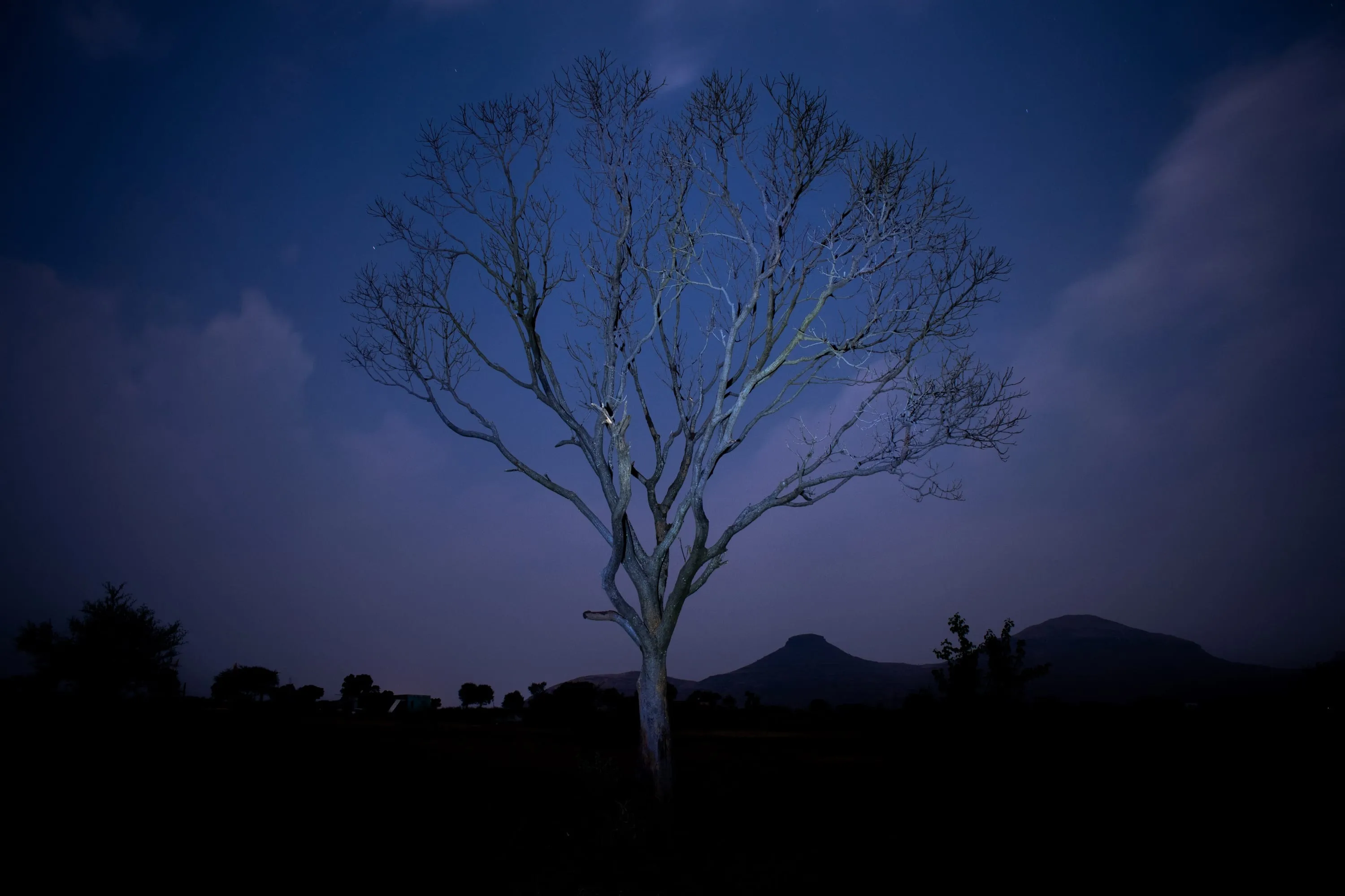 A leafless tree standing alone against a violet and grey sky with a distant ridge behind.