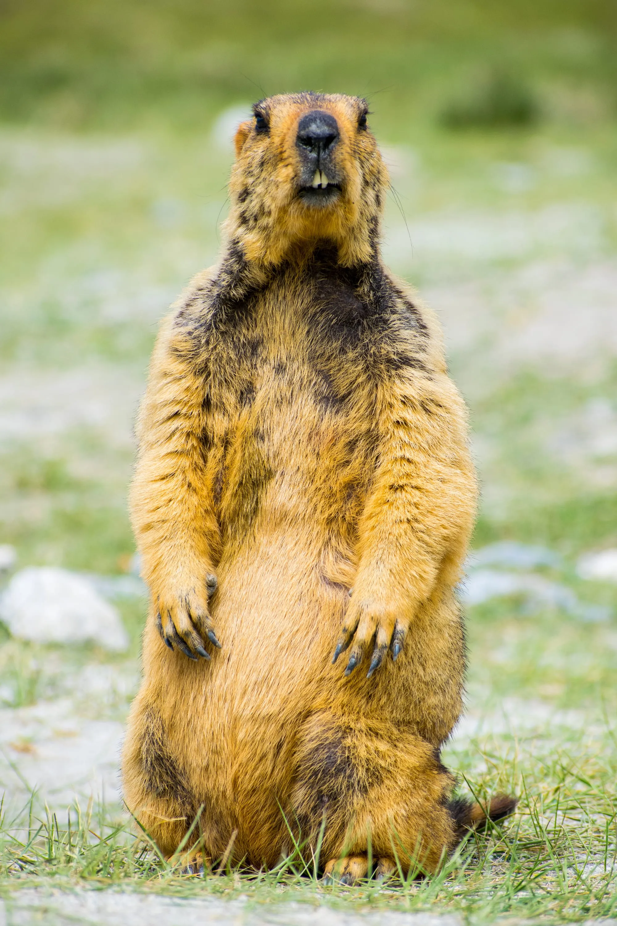A Himalayan marmot standing upright on its hind legs in short grass, forepaws held to its chest.