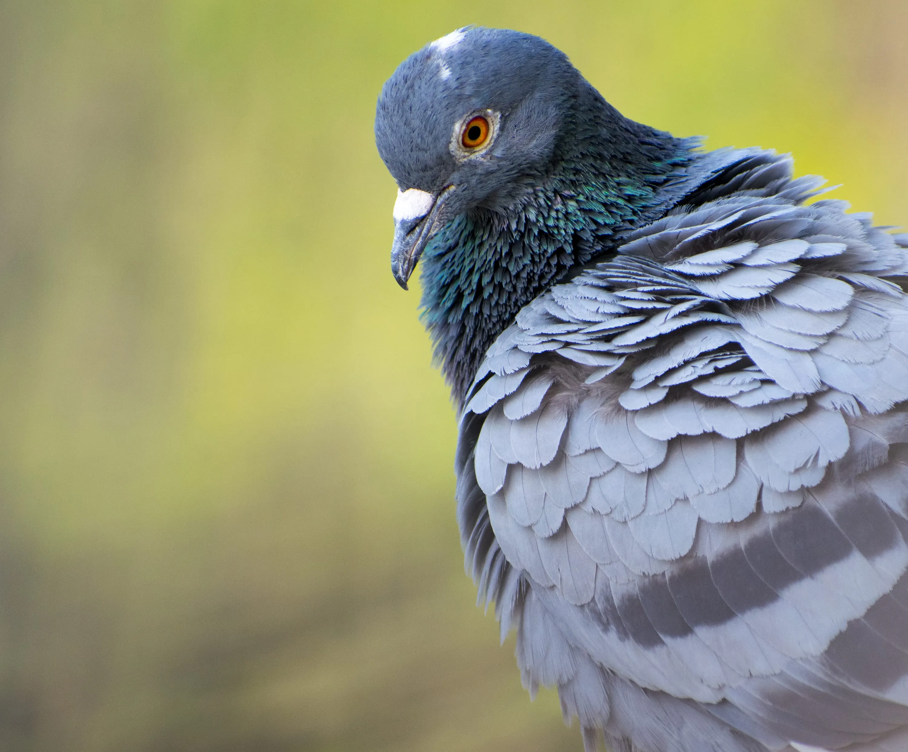 A pigeon in close-up against soft green, every feather on its folded wing separated.