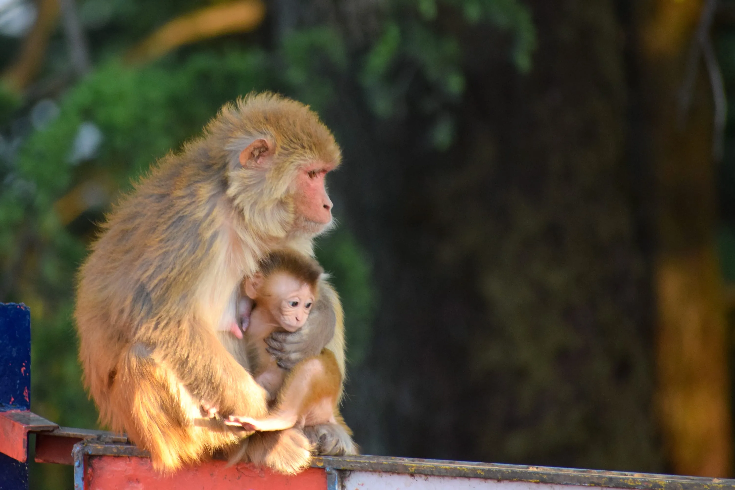 A rhesus macaque sitting on a railing with an infant clinging to its chest.