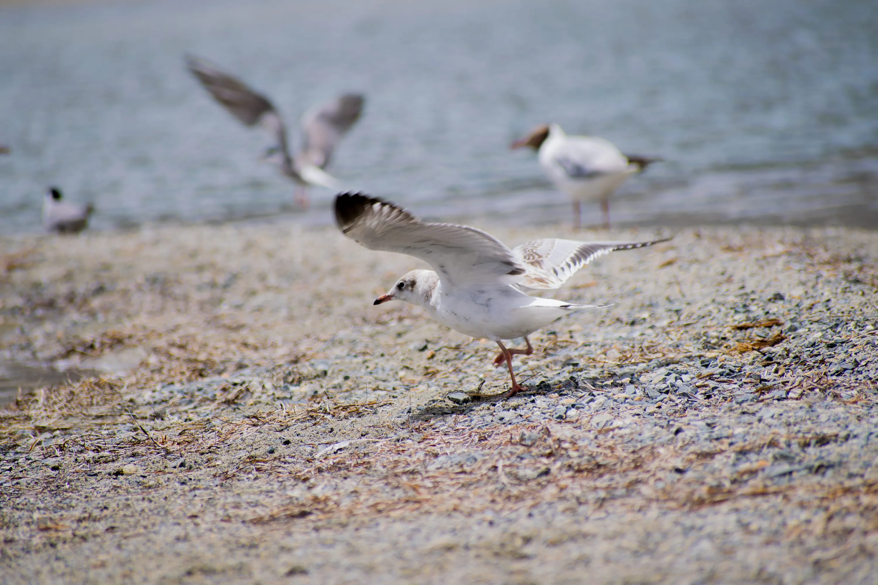 Brown-headed gulls on a stony shore, one lifting off with wings spread.
