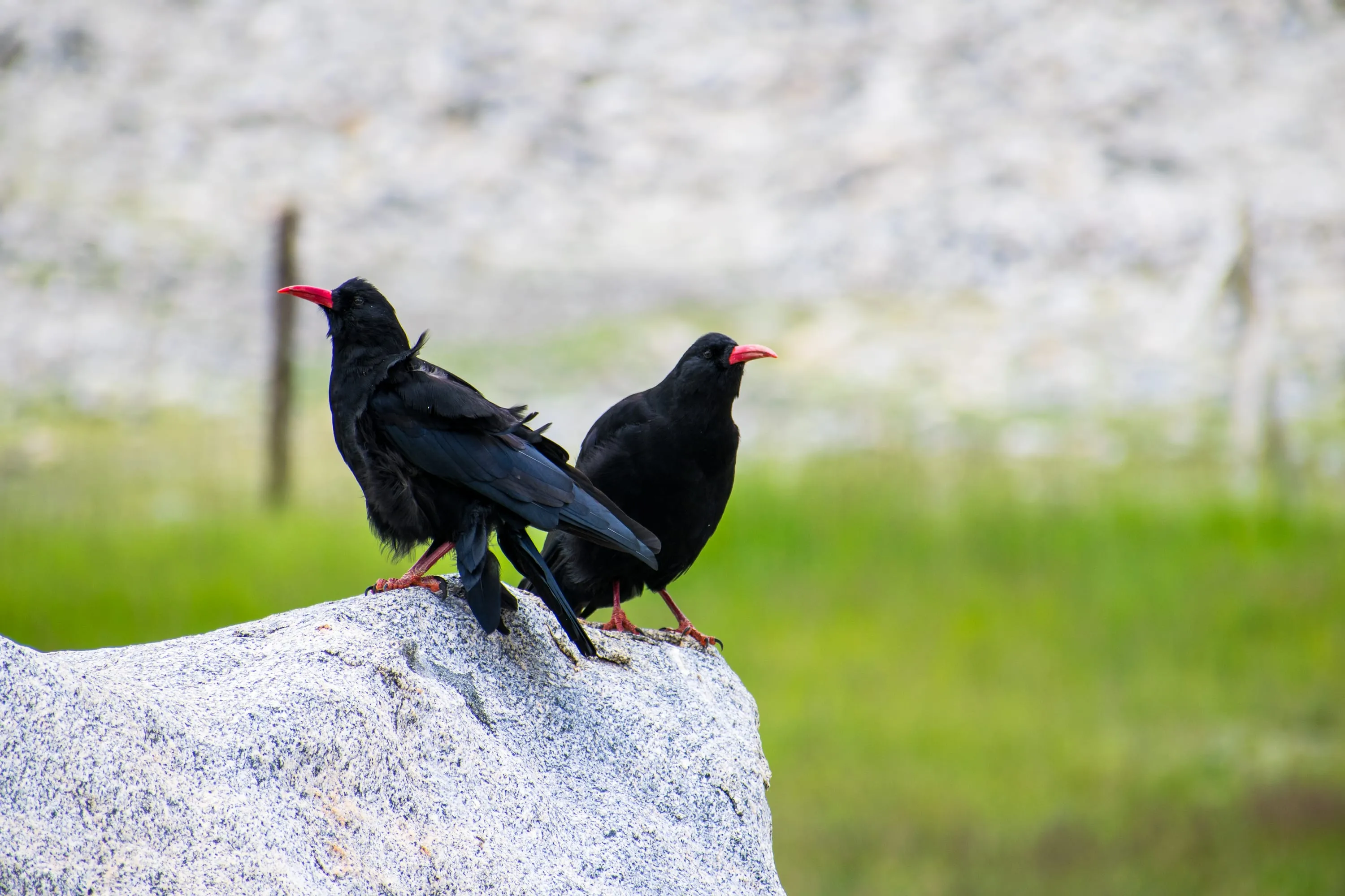 Two red-billed choughs perched on a granite boulder against a blurred green bank.