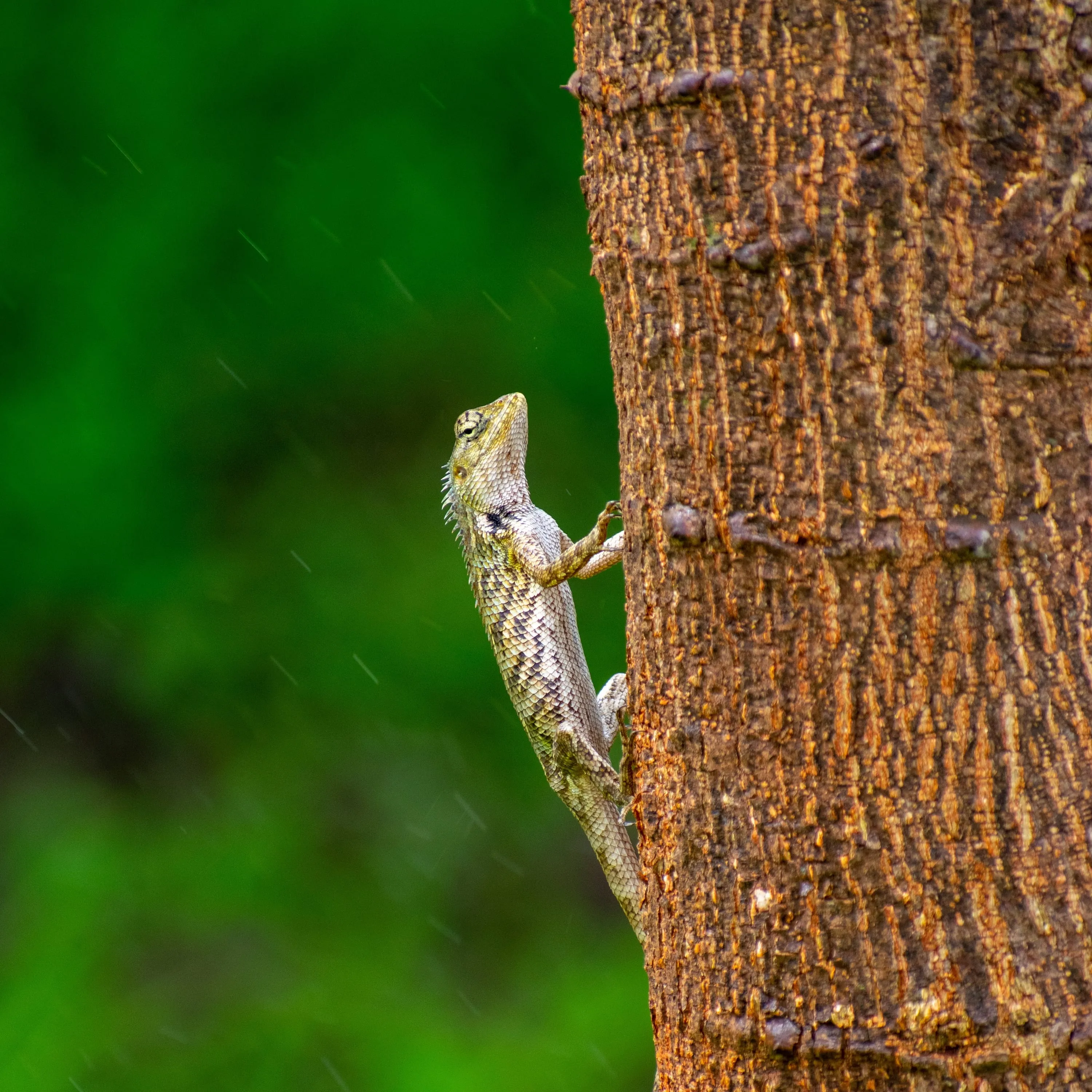A garden lizard clinging vertically to a tree trunk, head raised, against dense green.