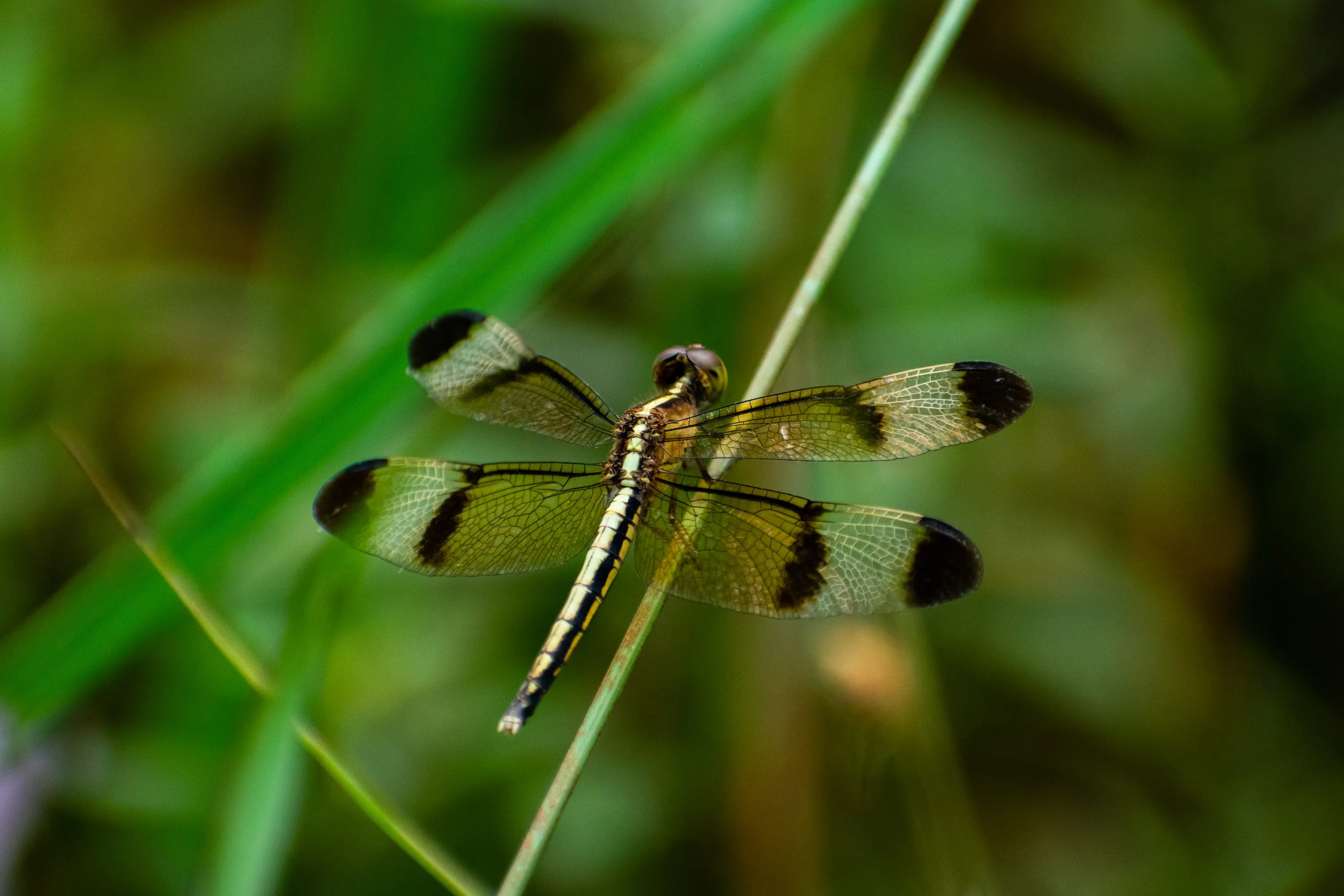 A dragonfly at rest on a grass stem, banded wings held flat and translucent.